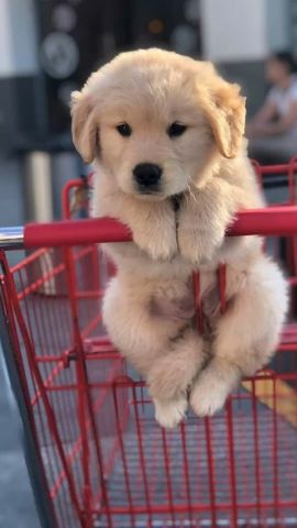 Wonderful Precious Golden Retriever Puppies