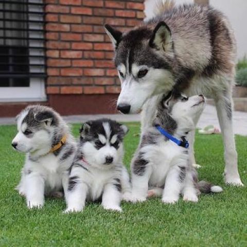 Intelligent Blue Eyes Siberian Husky Puppies Puppies Available