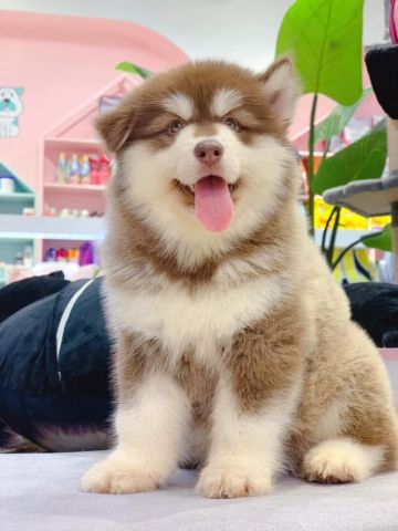 Two Fantastic Blue Eyes Siberian Husky Puppies Available