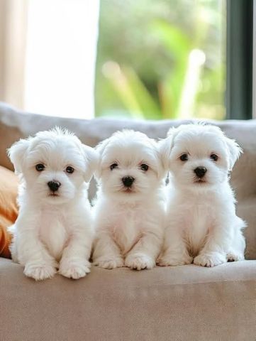 Maltese Puppies
