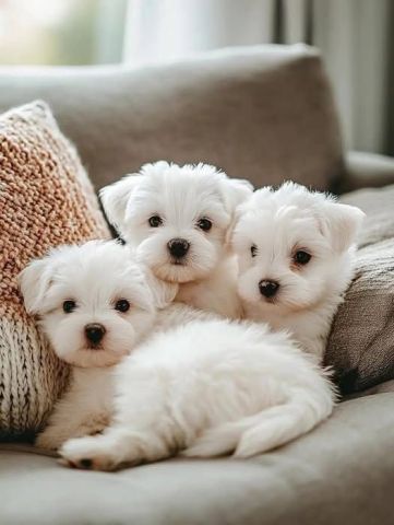 Exceptional Quality Maltese Puppies