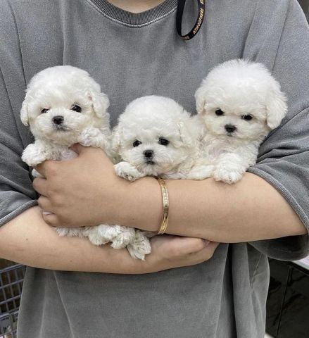 Home Raised Maltese Puppies Available