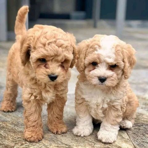 Awesome T-Cup Cavapoo Puppies Available