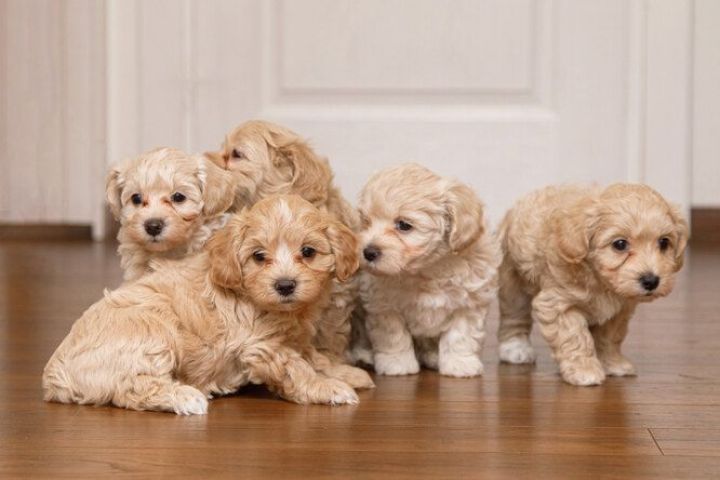 Quality Maltipoo  Puppies