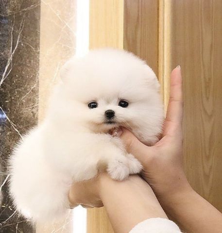 Affectionate Teacup Pomeranian Available