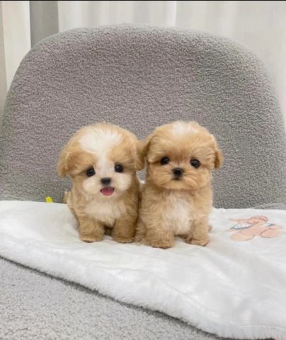 Adorable Toy Poodles Puppies for Adoption