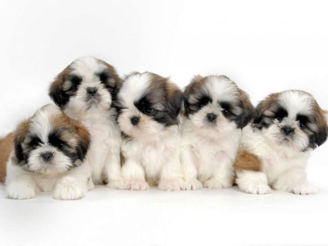 Outgoing Shih Tzu Puppies Available
