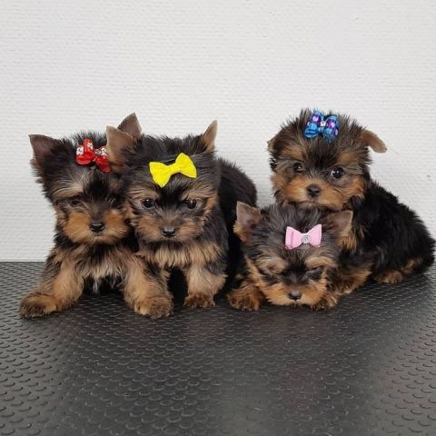 Standard Teacup Yorkie puppies