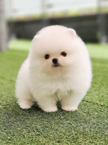 Registered Cute Pomeranian   Pups For Adoption