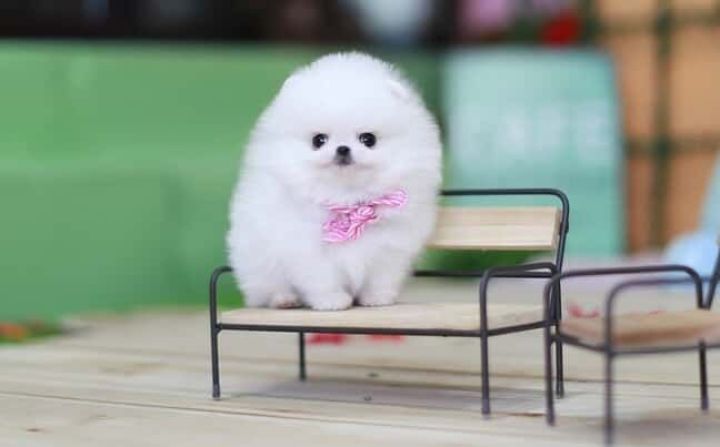 Adorable Pomeranian   Puppies