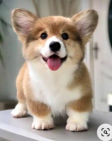 Healthy Welsh Corgi Pembroke  Puppies For Adoption