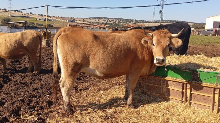 معلومات عن الاستثمار في اسبانيا شراء اراضي زراعيه فنادق منازل وال 2