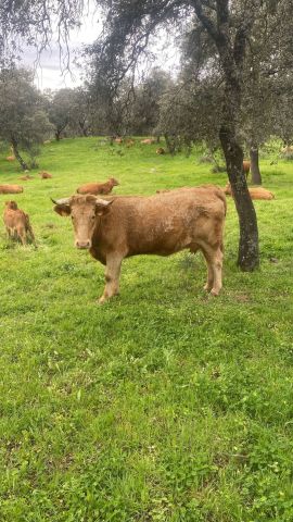 معلومات عن الاستثمار في اسبانيا شراء اراضي زراعيه فنادق منازل وال 3