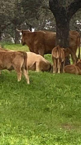 معلومات عن الاستثمار في اسبانيا شراء اراضي زراعيه فنادق منازل وال 4