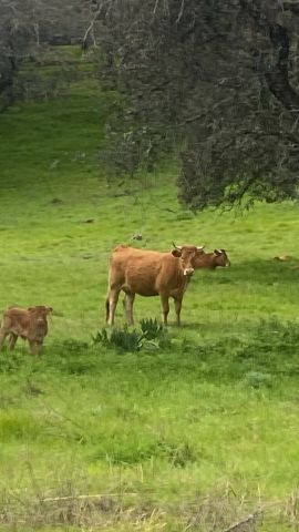 معلومات عن الاستثمار في اسبانيا شراء اراضي زراعيه فنادق منازل وال 5