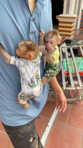 Capuchin Monkey for Re-homing