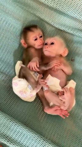 2 Outstanding Capuchin Monkeys