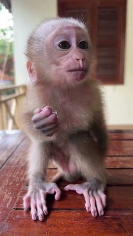Capuchin Monkeys for Sale