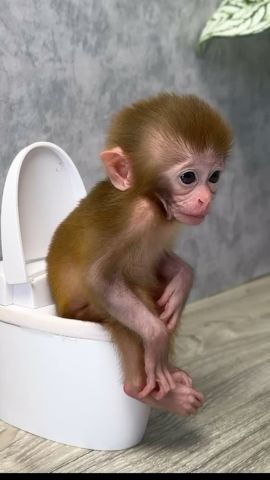 Adorable and Sweet Capuchin Monkey