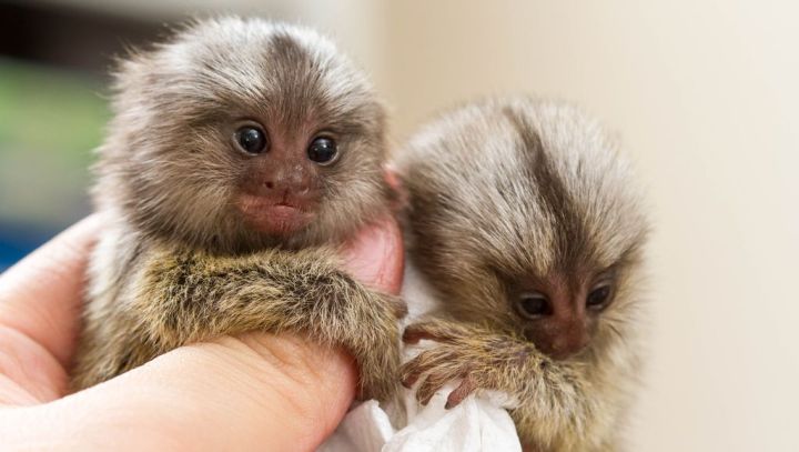 Charming Marmoset Monkey for Adoption