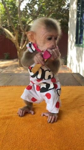 Well Trained Capuchin Monkeys