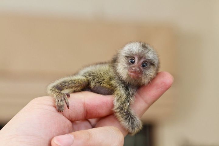 Marmoset Monkeys for Adoption $300