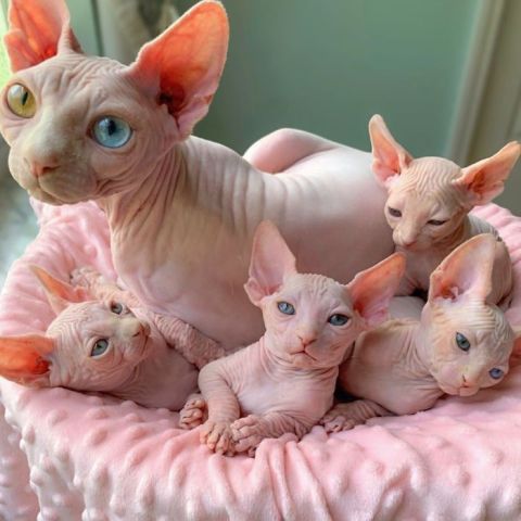 Beautiful Sphynx Kittens