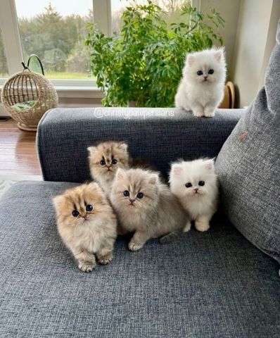 CFA Persian Kittens - Pure Bred - Red Tabby Males