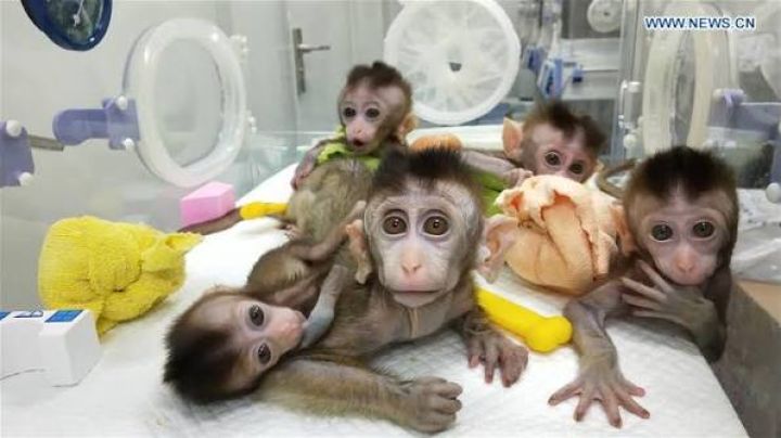 CAPUCHIN MONKEYS