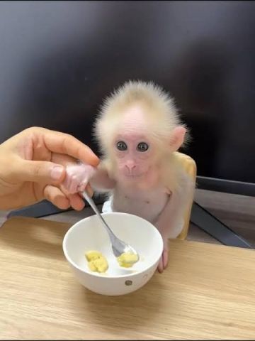 Very healthy cpuchin for you.