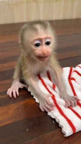 Top quality baby capuchin monkeys