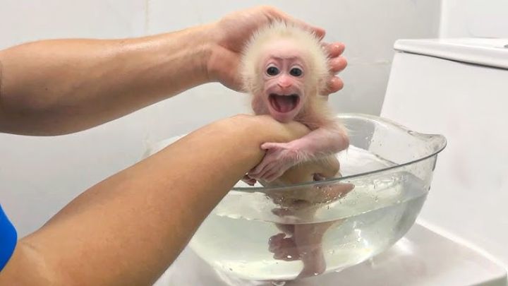 Marvelous Capuchin Monkeys for Sale