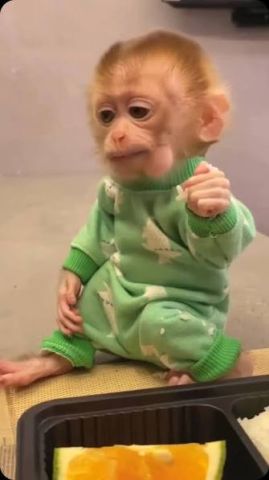 Wonderful Lovely Capuchin monkey 