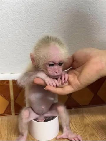 Tamed Capuchin Monkeys
