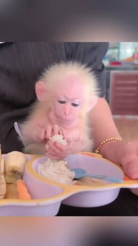 Amazing Capuchin Monkey