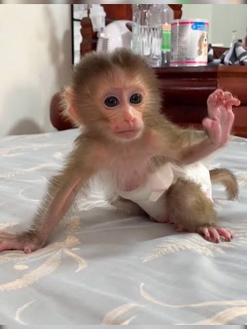 Capuchin Monkeys for Adoption