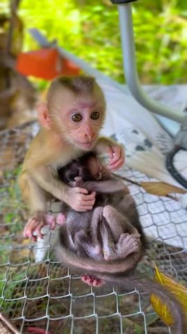 Quality Capuchin Monkeys For Adoption