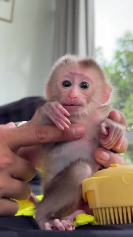 Capuchuin Monkeys