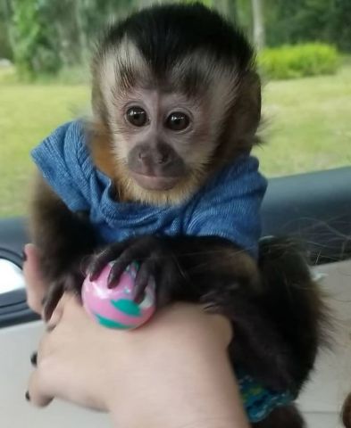 CAPUCHIN MONKEYS AVAILABLE FOR ADOPTION