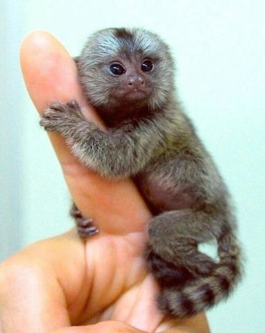 Marmoset Monkeys