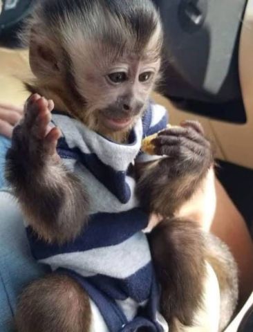 Cute Little Female Capuchin