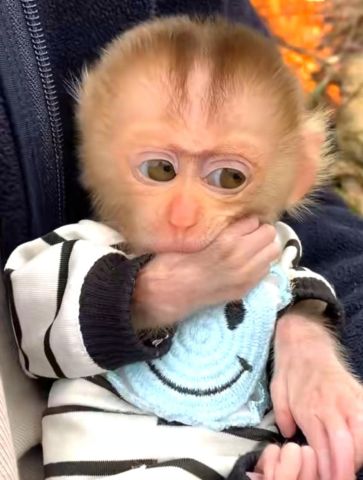 Wonderful Lovely Capuchin monkey for adoption