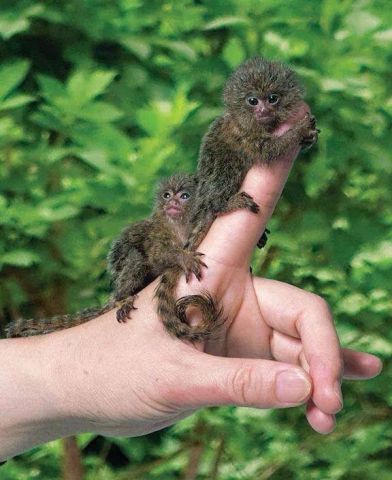 Pygmy Marmoset Monkey Available