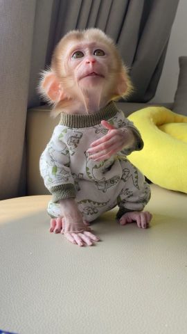 Female Capuchin monkeys available