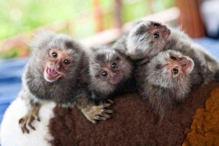 Cute, Healthy Marmoset Monkeys