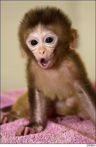Capuchin Monkeys for Adoption