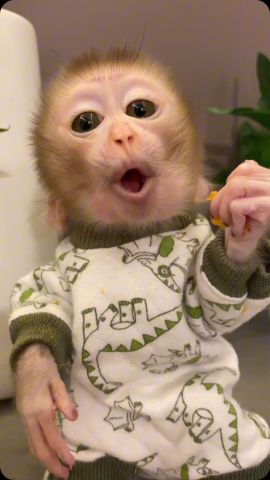 Quality Capuchin Monkeys For Adoption