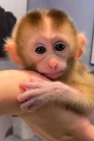 Male and Female Capuchin Monkeys Available