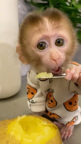 Emotional Filled Capuchin Monkeys Available