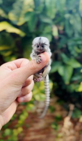 Male and Female Marmoset Monkeys Available
